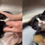 Watch Video: A cat lover bathing a cute little kitten looks adorable