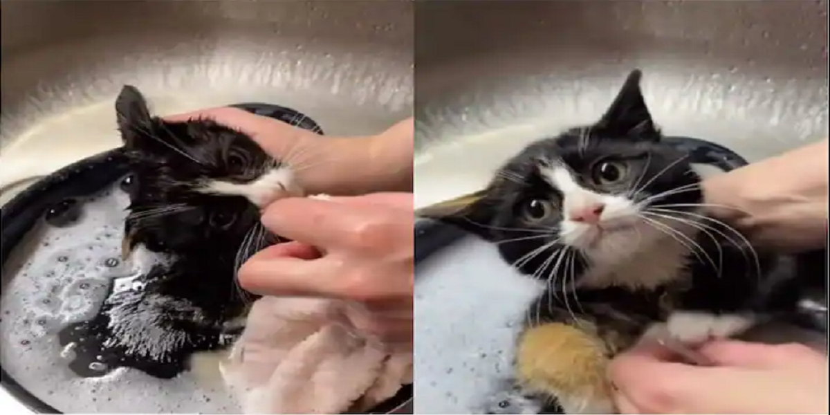 cute little kitten