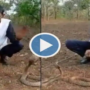 Watch: A guy plays with three cobras, Stunt goes horribly wrong