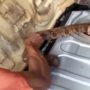 Cops in Brazil remove a boa constrictor from a man’s car