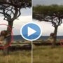 Watch Video: A lion scared by a herd of buffalo & climbs tree to ‘Escape’