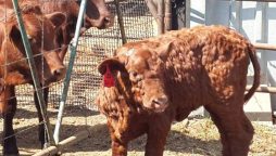 lumpy skin disease virus LSDV