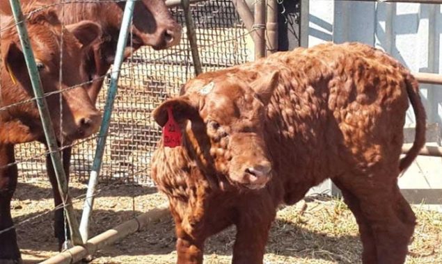 Livestock and Fisheries Secretary calls for ban on cow markets across Sindh to contain LSDV