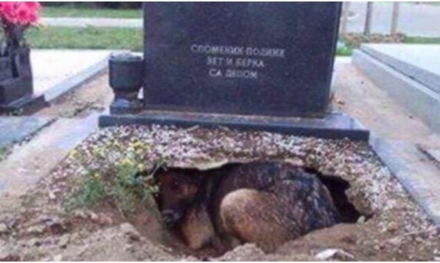 I was fined £100 for carrying my DOG to my husband’s cemetery — I was treated as if I were a criminal