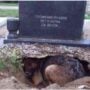 I was fined £100 for carrying my DOG to my husband’s cemetery — I was treated as if I were a criminal