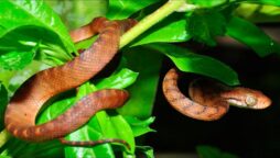 Brown tree snake