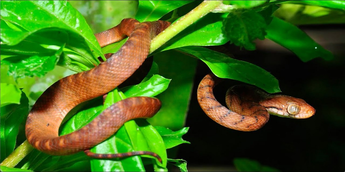 Brown tree snake