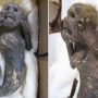 Scientists are attempting to solve the mystery of a 300-year-old mummified mermaid’ with a ‘human face’ and tail