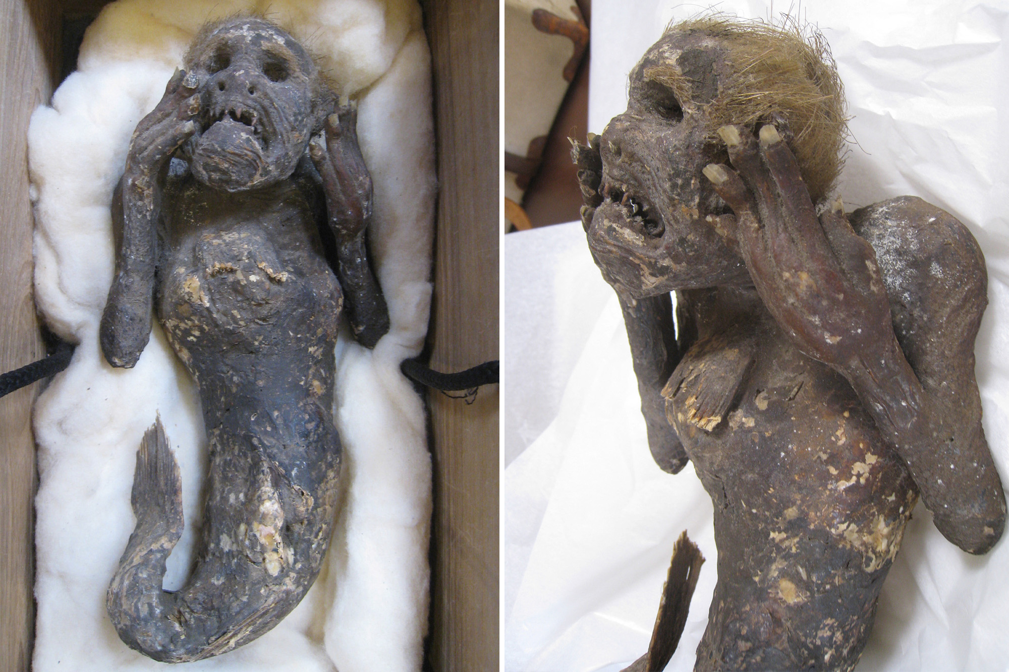 mummified mermaid