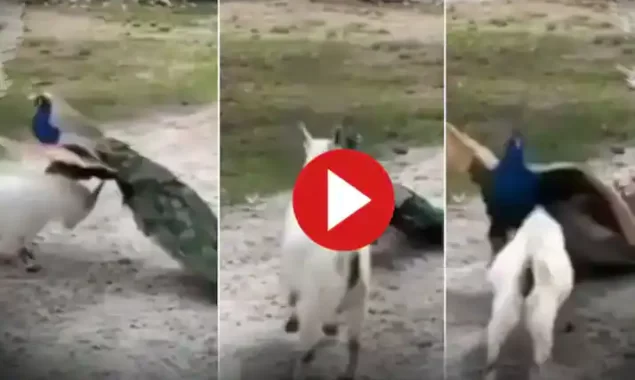 Fight Breaks Out Between Peacock and Goat in Jungle, Video Amuses The Internet