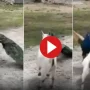 Fight Breaks Out Between Peacock and Goat in Jungle, Video Amuses The Internet
