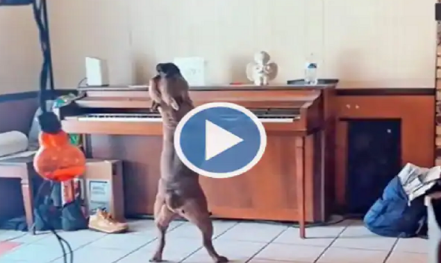 Watch: Dog plays the piano and tries to sing like a pro goes viral