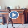 Watch: Dog plays the piano and tries to sing like a pro goes viral
