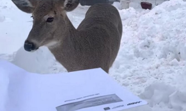 Watch: A deer block the mail carrier in Minnesota