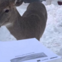 Watch: A deer block the mail carrier in Minnesota