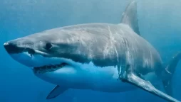 How does it feel to be eaten by a shark? watch to know