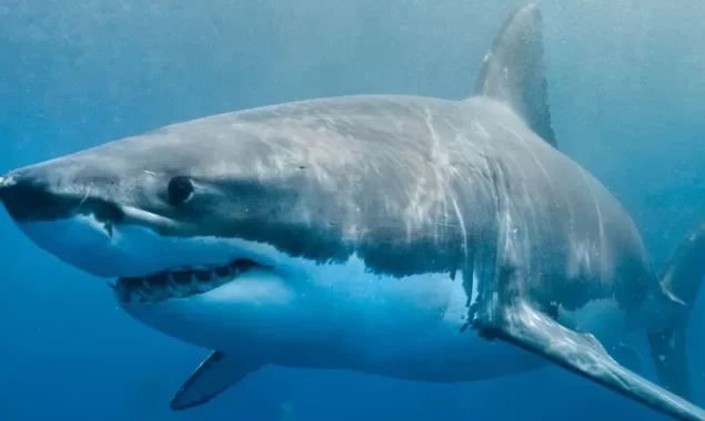 How does it feel to be eaten by a shark? watch to know