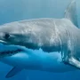 How does it feel to be eaten by a shark? watch to know