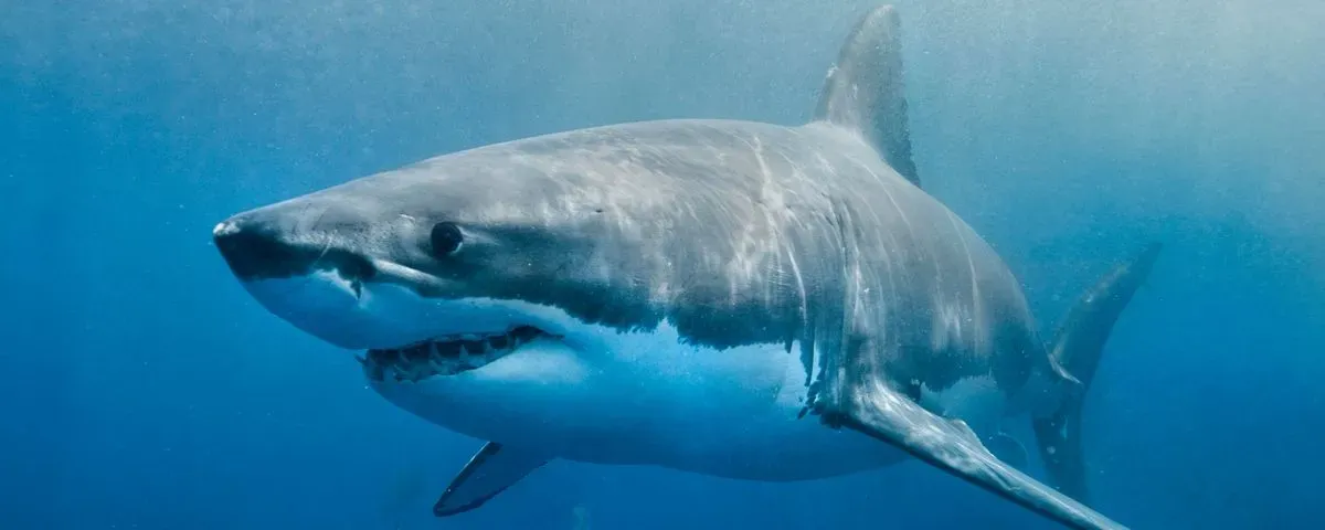 Shark