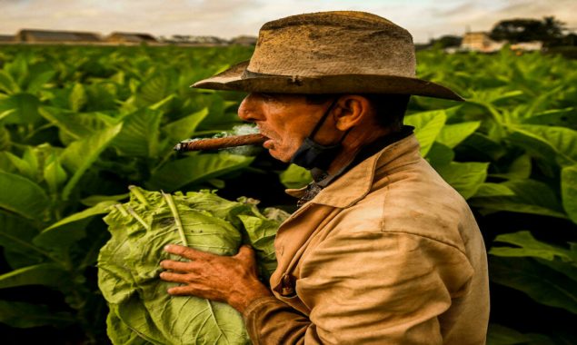 Cuban tobacco yield up in smoke amid fertiliser shortages