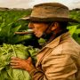 Cuban tobacco yield up in smoke amid fertiliser shortages