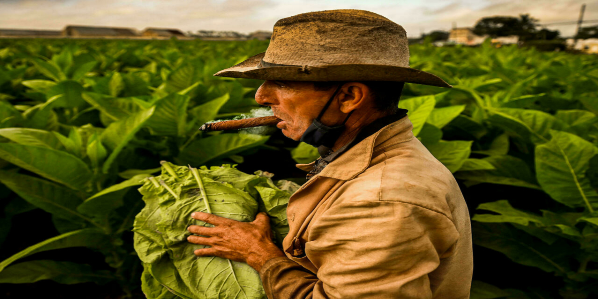 tobacco