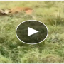 Watch: A leopard attacks two antelopes fighting among each other
