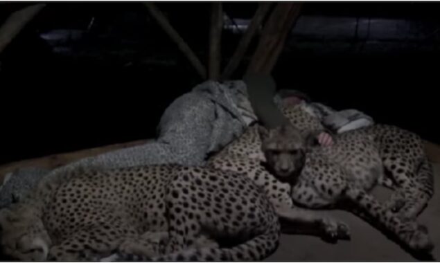 WATCH VIDEO: Cheetah snuggling with a man in South Africa is circulating the internet