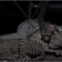WATCH VIDEO: Cheetah snuggling with a man in South Africa is circulating the internet