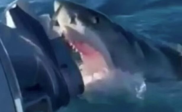 After pursuing them for an hour, a monster 4m great white shark tries to consume a family’s boat
