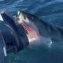 After pursuing them for an hour, a monster 4m great white shark tries to consume a family’s boat