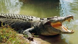 Man-eating crocodiles devour at least SIX river-goers