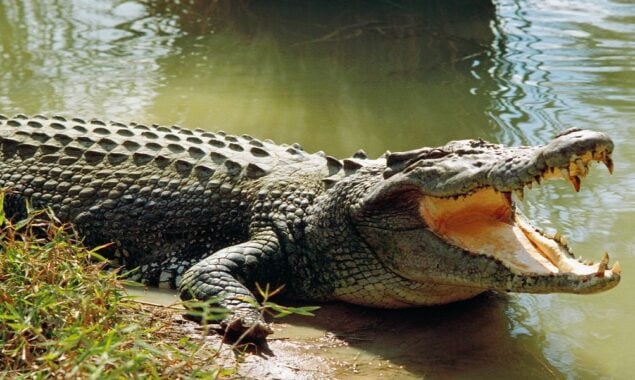 Man-eating crocodiles devour at least SIX river-goers