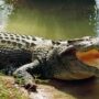 Man-eating crocodiles devour at least SIX river-goers