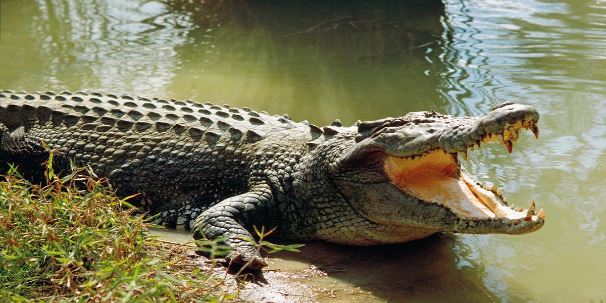 crocodiles