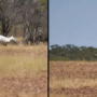Rare pictures of white kangaroo spotted in Queensland, Australia