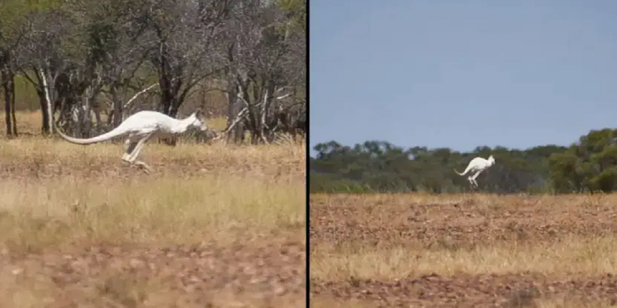 kangaroo
