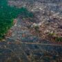 Brazil sets ‘concerning’ new deforestation record in Amazon