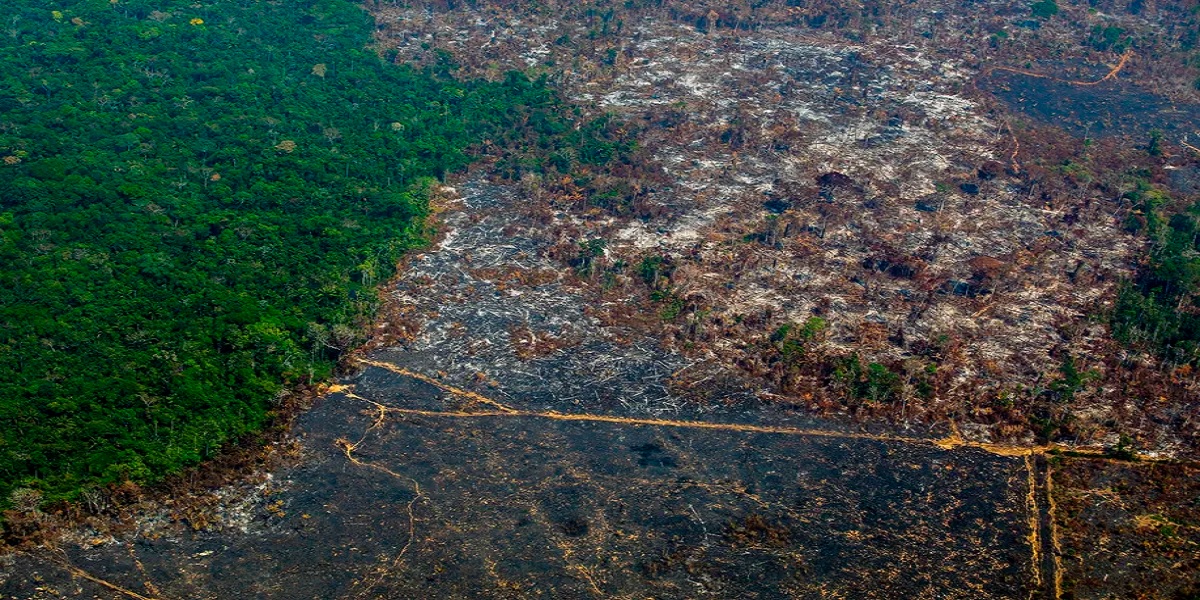 Amazon deforestation