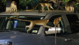 Netizens in Florida airport region are enthralled by these “famous” monkeys