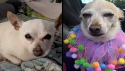 Chihuahua