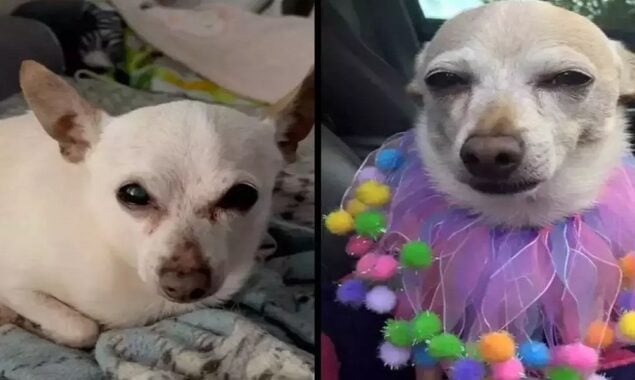 Oldest Living Dog by Guinness World, Chihuahua