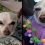 Oldest Living Dog by Guinness World, Chihuahua