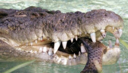Fisherman attacked by crocodiles is saved by friends