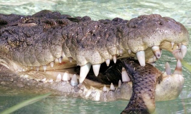 Fisherman attacked by crocodiles is saved by friends