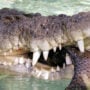 Fisherman attacked by crocodiles is saved by friends