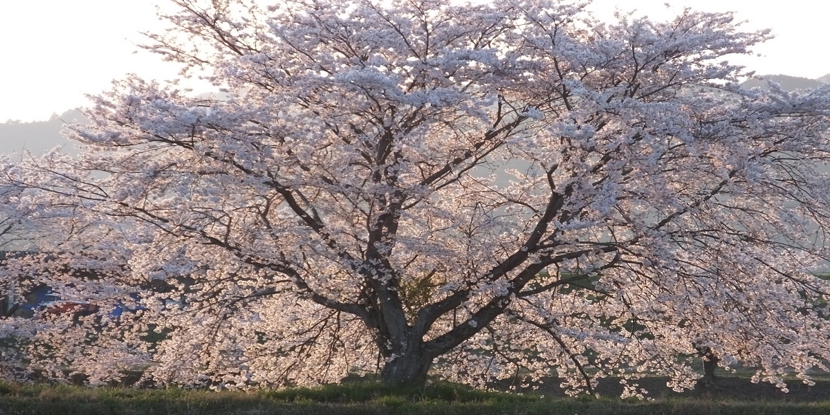 somei-yoshino