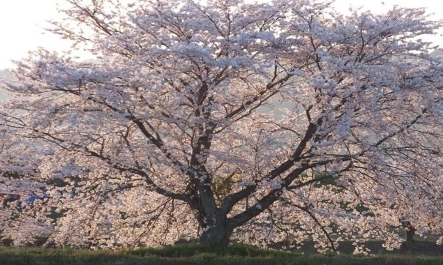Prettier in pink: the push to remake Japan’s cherry blossom season