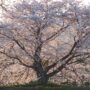 Prettier in pink: the push to remake Japan’s cherry blossom season