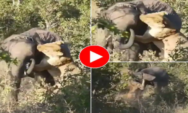 Watch Video: Lioness climbs on elephant and attempts to bite the ear off